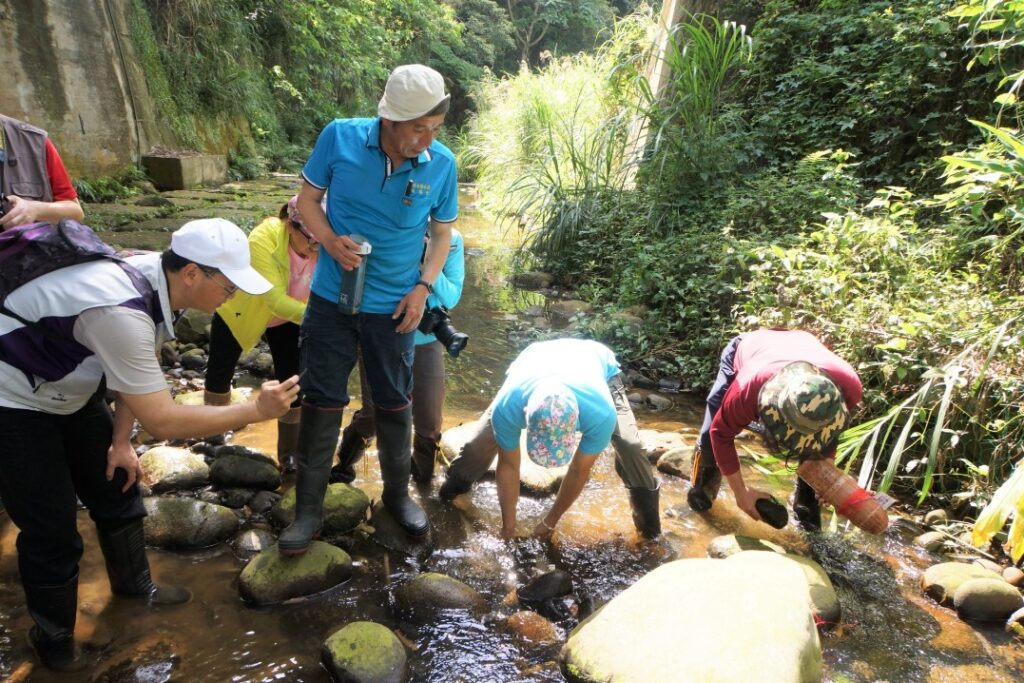 3.老坑溪生態導覽-於蝦籠觀察溪流生物