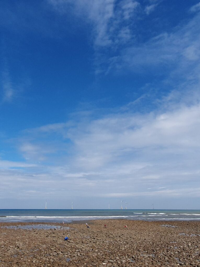 海瓜子保育區03